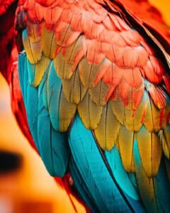    red-blue-and-green-bird-feather-3614358