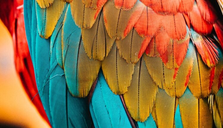    red-blue-and-green-bird-feather-3614358