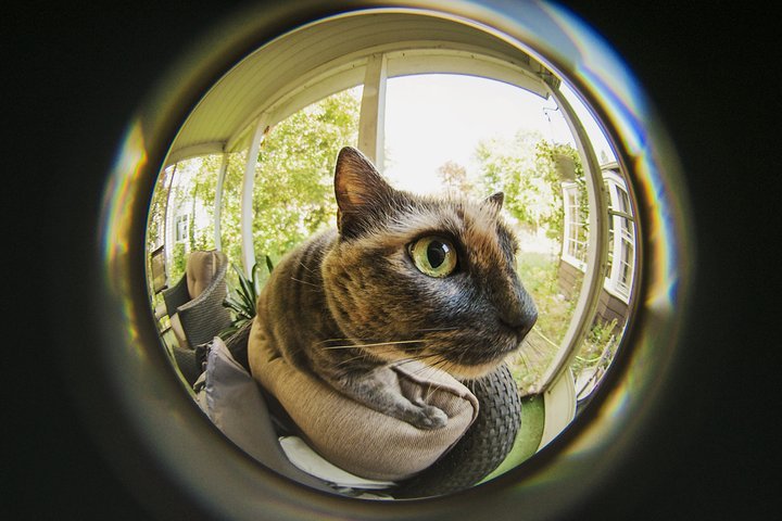 Fisheye Zoom Lens Cat