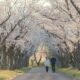 Japan Ibaraki 4044 Hitachi Seaside Park - Hitachi Kamine Park