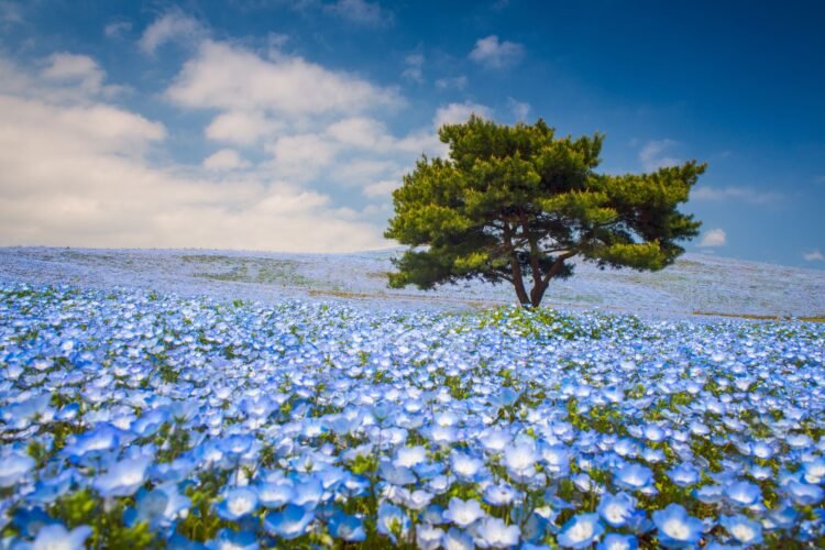 Japan Ibaraki Hitachi Seaside Park   Japan Ibaraki Hitachi Seaside Park