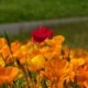 Japan Ibaraki 4070 Hitachi Seaside Park - Hitachi Kamine Park