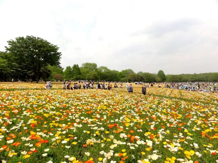 Japan Ibaraki Hitachi Seaside Park Nemophila   Japan Ibaraki Hitachi Seaside Park Nemophila