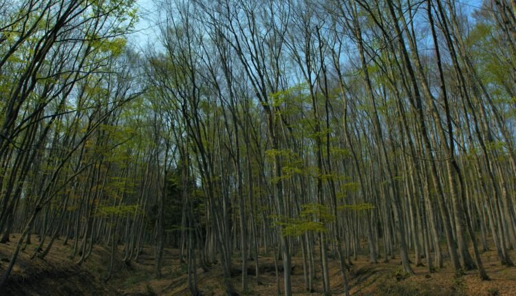 Japan Niigata 035 Beauty Forest