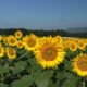 Japan Niigata 4378 Tsunan Sunflower Field - Tsunan Sunflower Field