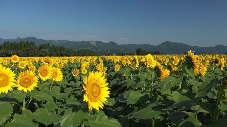 Japan Niigata 040 Tsunan Sunflower Field   Japan Niigata 040 Tsunan Sunflower Field