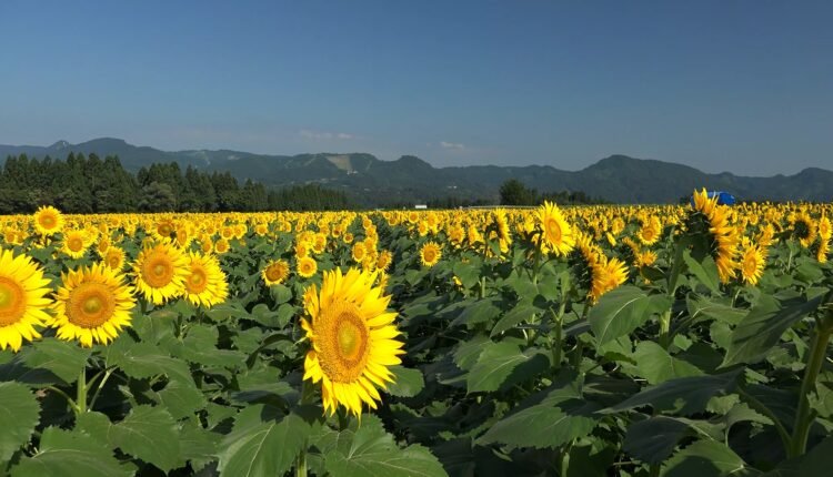 Japan Niigata 040 Tsunan Sunflower Field   Japan Niigata 040 Tsunan Sunflower Field