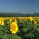 Japan Niigata 4392 Tsunan Sunflower Field - Tsunan Sunflower Field