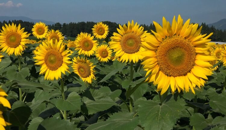 Japan Niigata 041 Tsunan Sunflower Field   Japan Niigata 041 Tsunan Sunflower Field