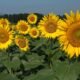 Japan Niigata 4398 Tsunan Sunflower Field - Tsunan Sunflower Field