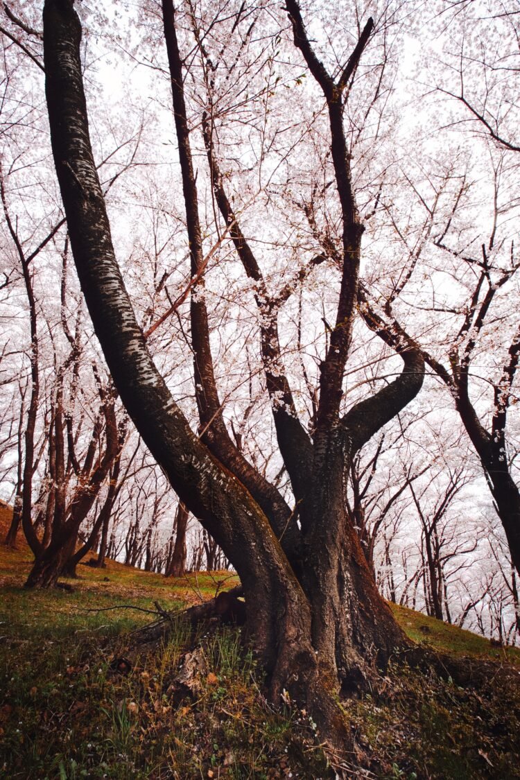    Nagano 025