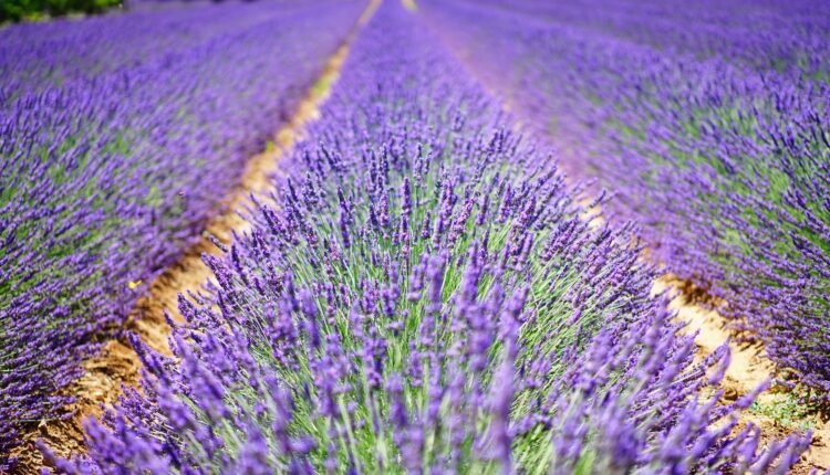 France Provence 001 lavender field
