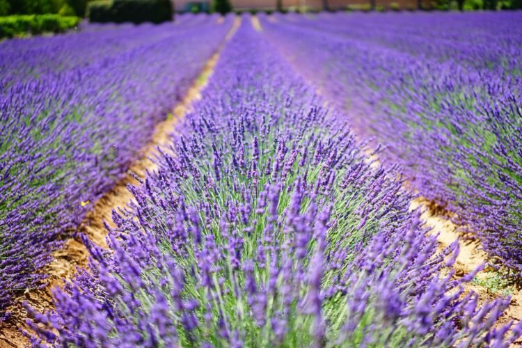 France Provence 001 lavender field   France Provence 001 lavender field