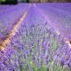 France Provence 7289 Lavender Field