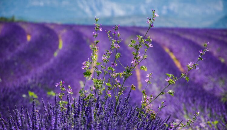 France Provence 003 lavender field