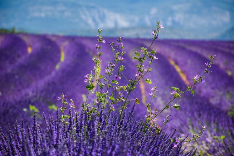 France Provence 003 lavender field   France Provence 003 lavender field