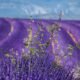 France Provence 7301 lavender field