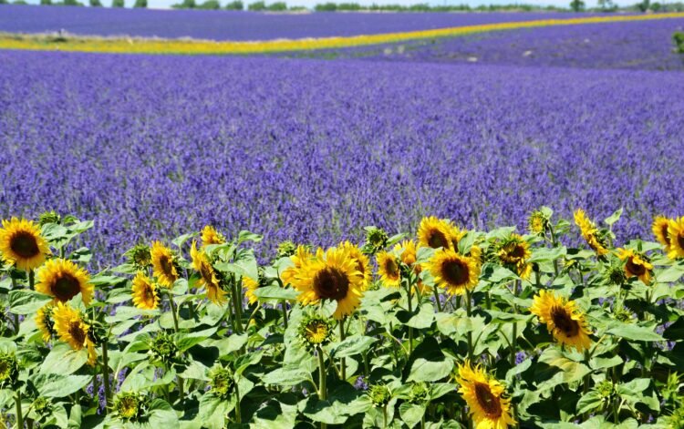 France Provence 009 lavender and sunflower   France Provence 009 lavender and sunflower