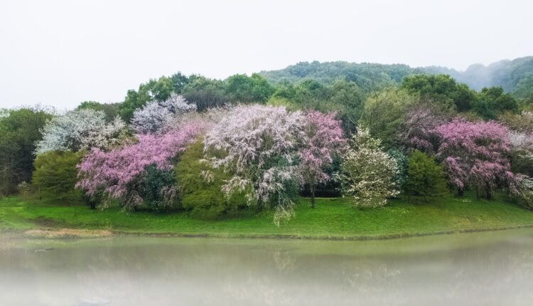 Japan Kumamoto 010 Cherry Blossom Flower Lake