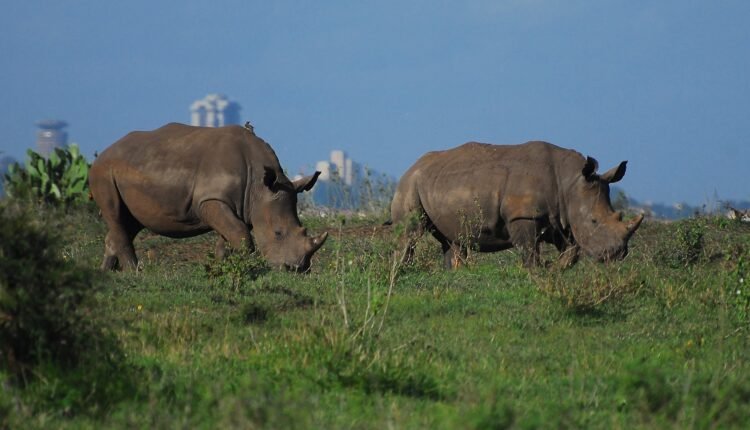 Kenya Nairobi 002 National Park Large