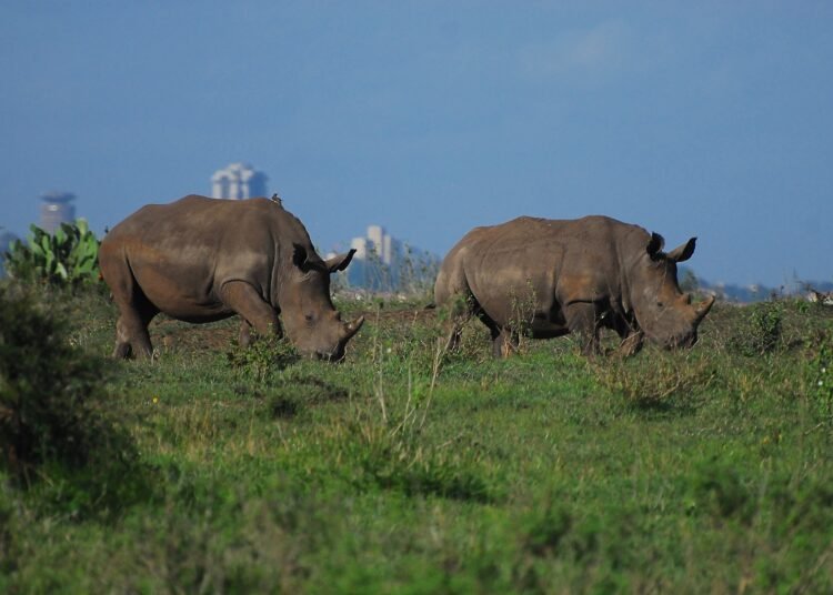 Kenya Nairobi 002 National Park Large   Kenya Nairobi 002 National Park Large