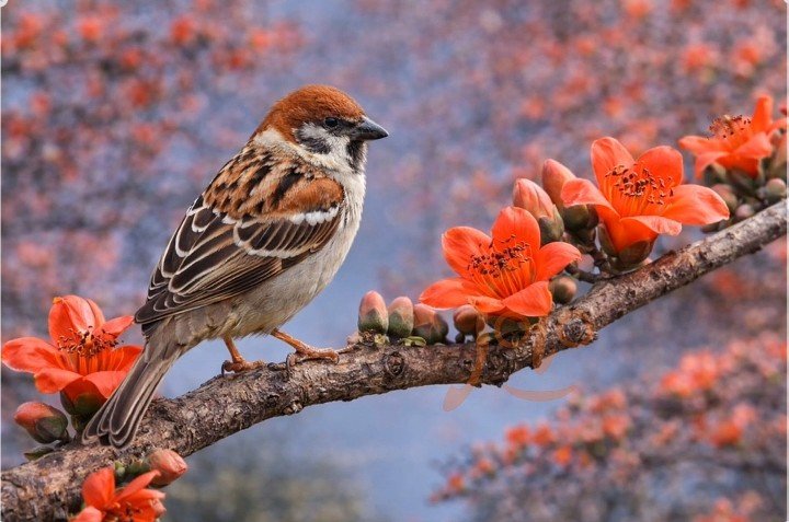 Sparrow flying from red cotton tree